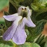 Ajuga integrifolia Цветок