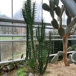 Austrocylindropuntia subulata Habitus