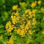 Senecio ampullaceus Flower