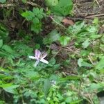 Indigofera decora Flor