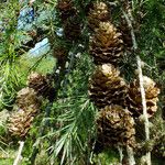 Larix kaempferi Ffrwyth