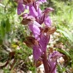 Orchis spitzelii Квітка