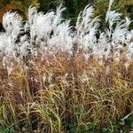 Miscanthus sacchariflorus Folha