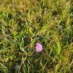 Armeria maritimaLorea