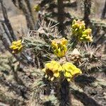 Cylindropuntia imbricata Flor