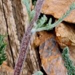 Achillea nana बार्क (छाल)