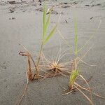 Phragmites karka Pokrój