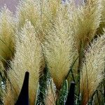 Cortaderia selloana Plante entière