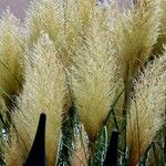 Cortaderia selloana Habit