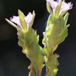 Legousia hybrida موطن