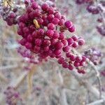 Callicarpa bodinieri Плід