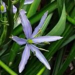 Camassia leichtlinii Květ