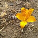 Alstroemeria patagonica 花