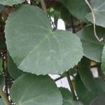 Cissus rotundifolia Blad