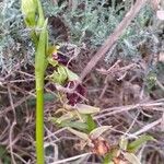 Ophrys sphegodes Fiore