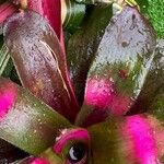 Neoregelia carolinae Листок