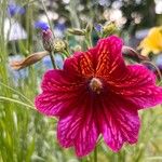 Salpiglossis sinuata Çiçek