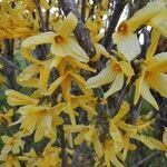 Forsythia × intermedia ফুল
