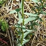 Euphorbia seguieriana 叶