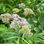 Eupatorium cannabinumЦветок