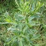 Cirsium arvenseFolio