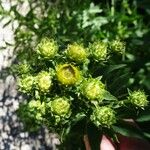 Inula spiraeifolia Flower