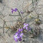 Matthiola tricuspidata 花