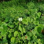 Decalobanthus peltatus Habit