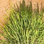 Ephedra viridis Levél