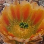 Echinocereus dasyacanthus Çiçek