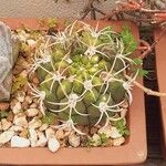 Gymnocalycium pflanziiLeaf