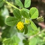 Medicago lupulina Blüte
