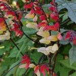 Ipomoea lobata Sonstige