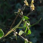 Senna occidentalis Frukt