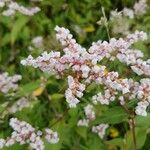 Persicaria campanulata Flower