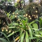 Encyclia alata