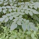 Aralia spinosa 叶