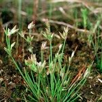 Juncus pygmaeus Habitat