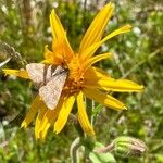 Arnica montana Flower