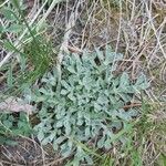 Antennaria parvifolia Ліст