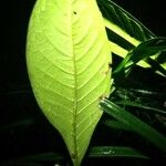 Rudgea stipulacea Leaf