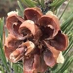 Pinus edulis Fruit