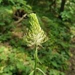 Phyteuma spicatum Flower