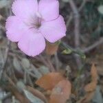 Dianthus godronianus Floare