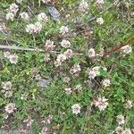 Trifolium pallescens Flower