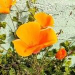 Eschscholzia californica फूल