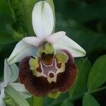 Ophrys holosericea Floare