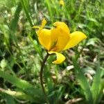 Tulipa sylvestris Květ