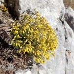 Draba aizoides Агульны выгляд