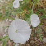 Evolvulus sericeus Flower